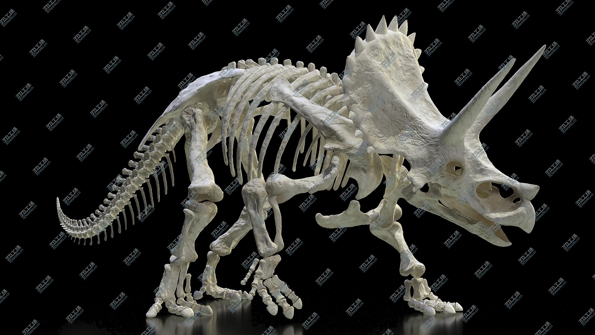 images/goods_img/202104023/Triceratops Horridus Skeleton Walking Pose model/2.jpg